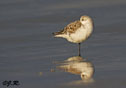 Calidris alba